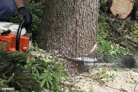 Best Tree Trimming and Pruning  in White House Station, NJ