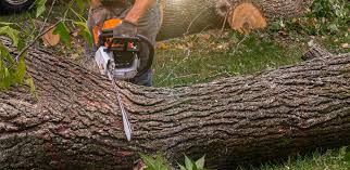 Best Tree and Shrub Care  in White House Station, NJ