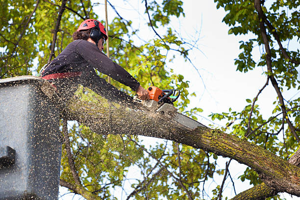  White House Station, NJ Tree Removal Pros